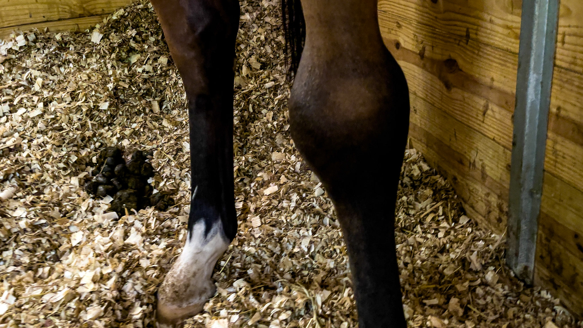 Swollen hock, probably a bog spavin without lameness.