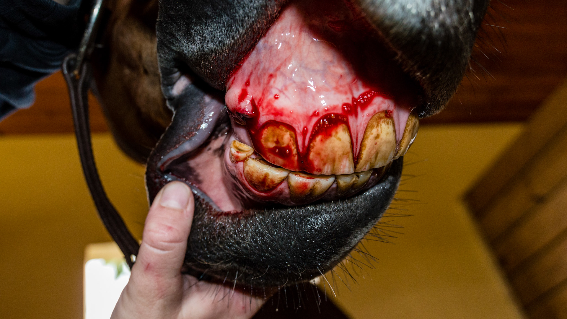 Horse A - Retained 53 removed