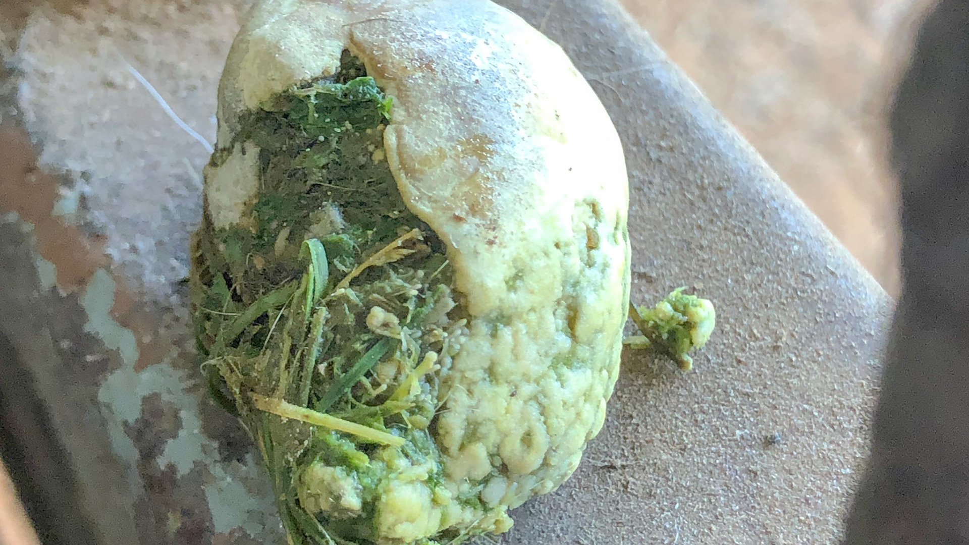 Tatter with trapped grass on 305 lower left canine.