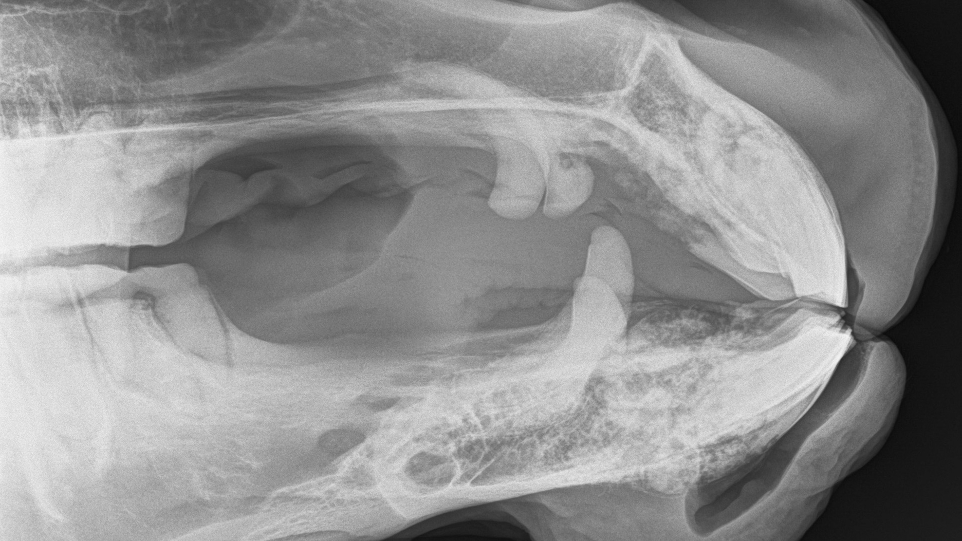 A radiograph (X-ray) of the canines and incisor teeth in a horse with EOTRH. Note the lacy look of the bone where the teeth insert as well as the enlargement of the tooth roots as they struggle to hang on.