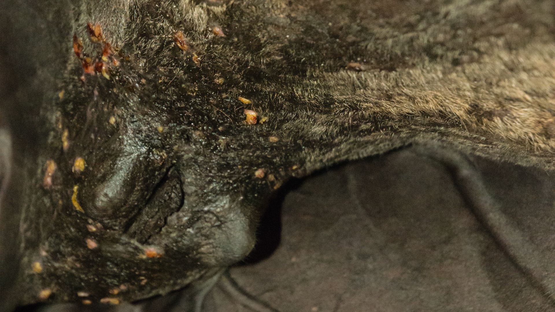 Skin lesion around the udder of this mare of unknown cause that worsens in winter. While this looks like insect sensitivity it is not because there are no insects when this lesion worsens.