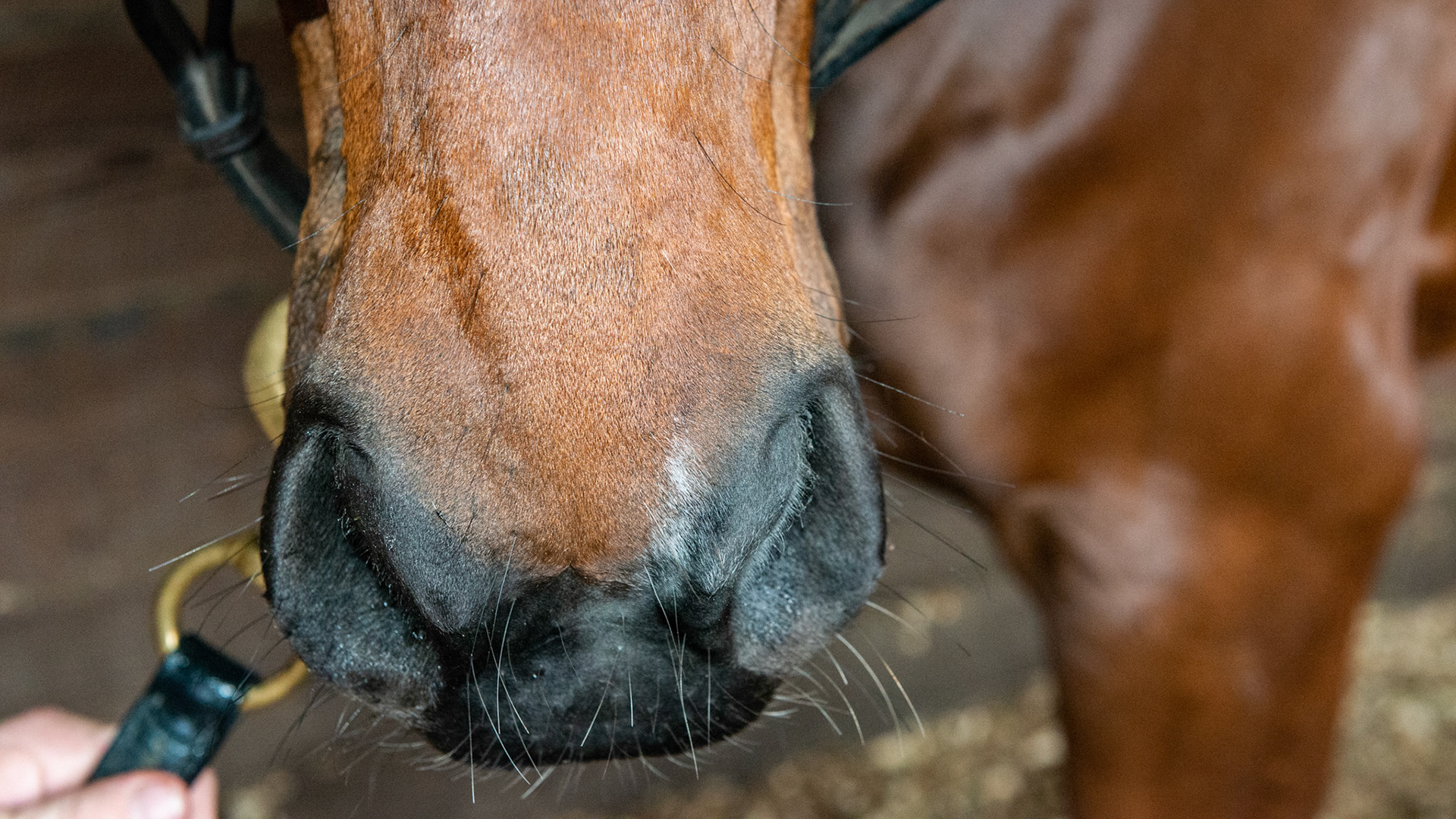 Thorns in the hay creating a sore under the upper lip on the left side of the muzzle.  Skin sweating and general discomfort with a lip injury from thorns in the hay.