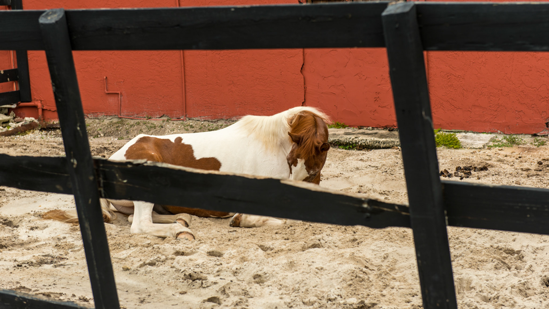 This horse has a mild colic - laying down and gently rolling which is not normal for this horse.  He had just looked at his side.