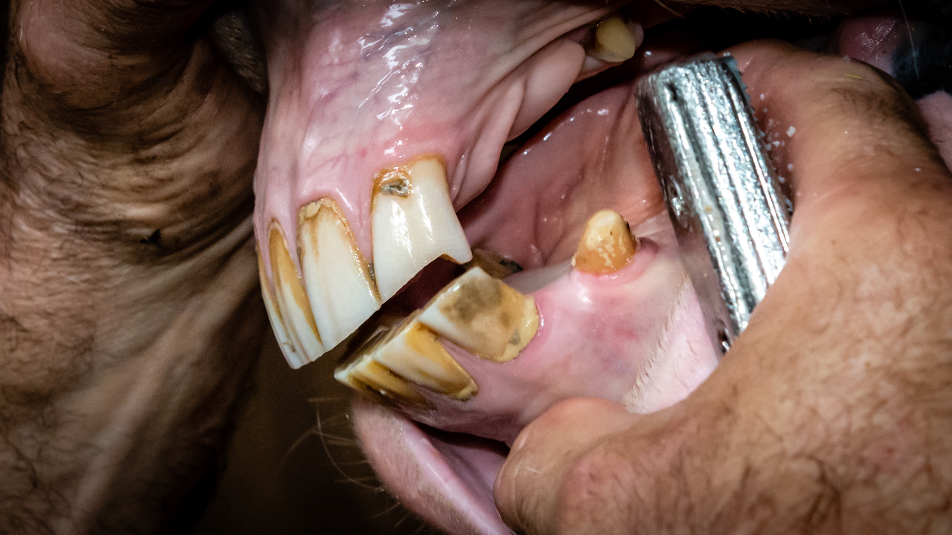 Over-eruption of 102.