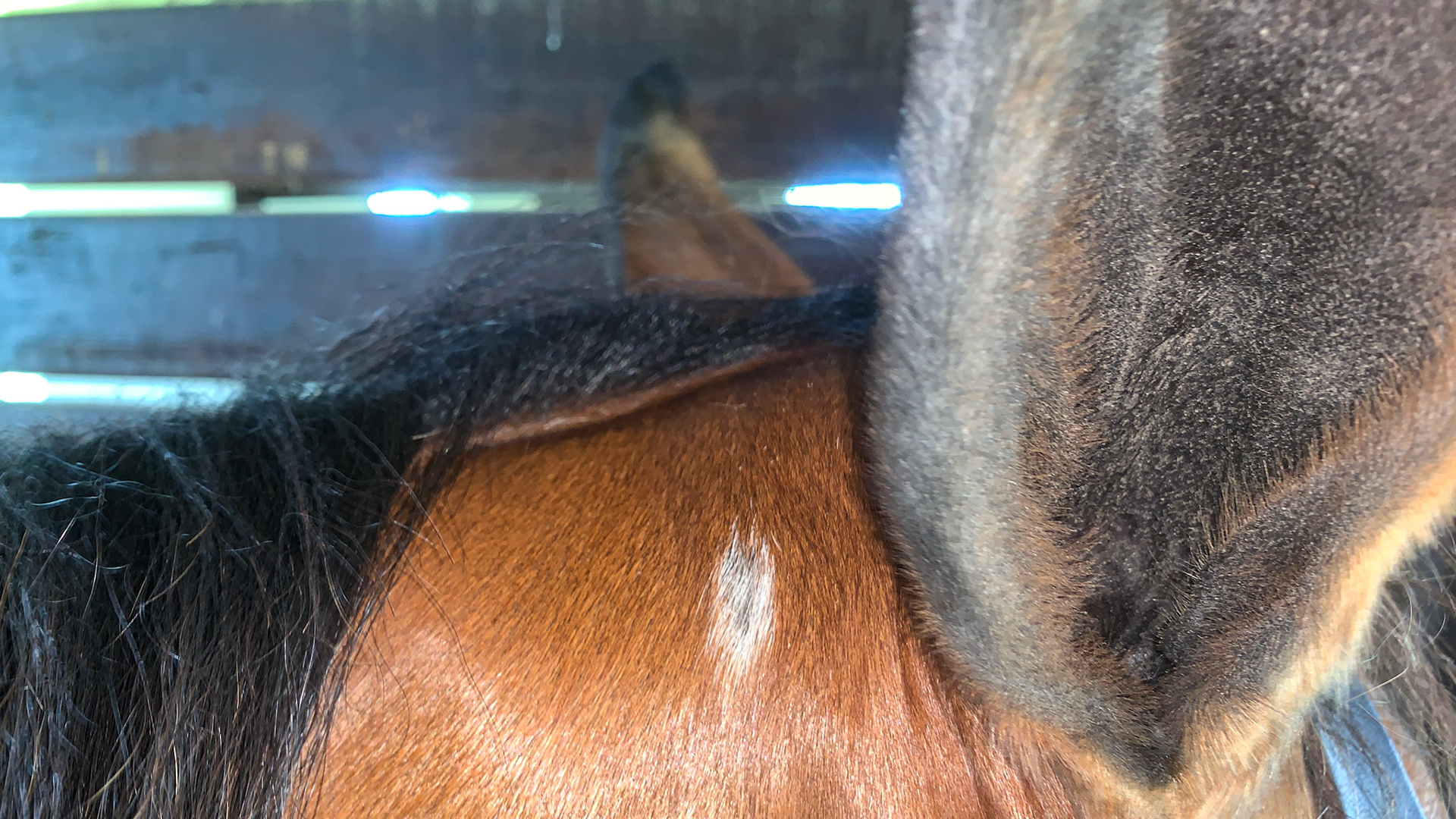 White hairs behind both ears on this horse from trauma of a halter in the past.