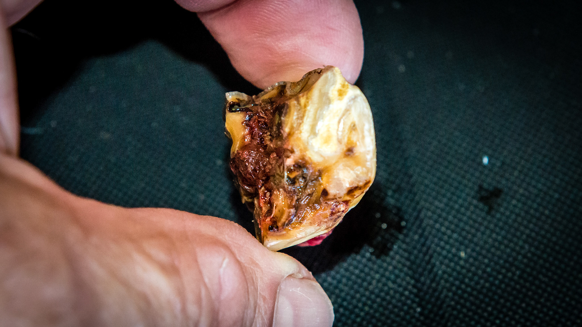 Examples of end stage teeth where the cheek tooth is held in place by only a few tufts of tissue (red). These teeth wiggle under finger pressure and are often extracted by fingers or a slight tug with forceps.