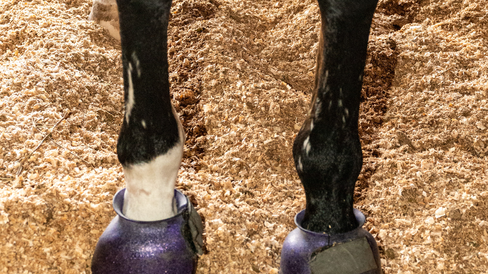 White scar hairs on cannon bones