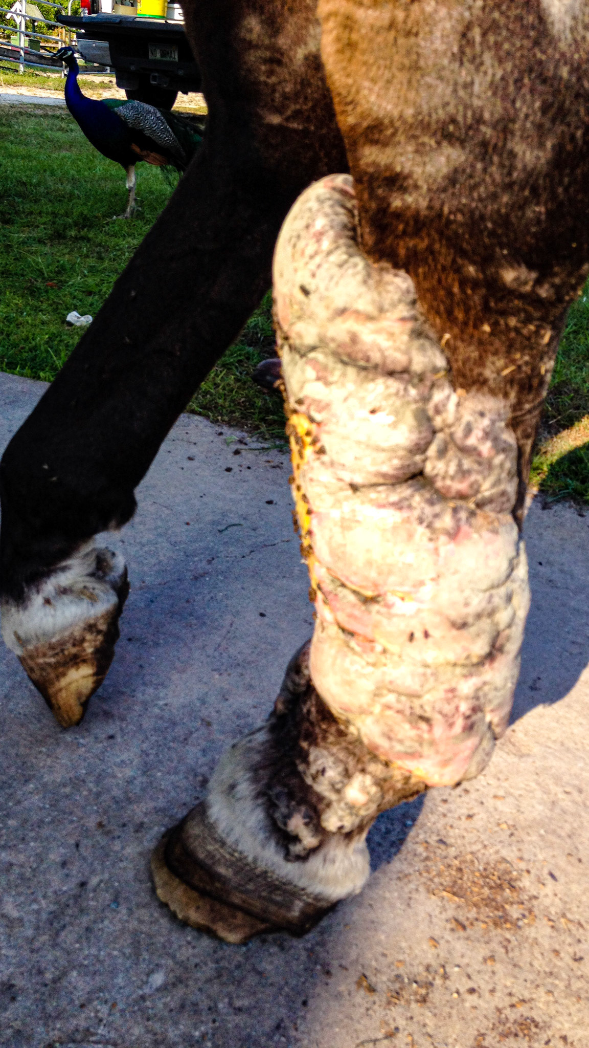 This severe leg neoplasia was self treated and also advised upon by several vets.  When I saw it I referred this to a pathologist vet who performed a biopsy confirming a locally invasive growth or neoplasia.  With no known treatment the owner elected to euthanize. I do not have the exact name of this neoplasia but it was not common.