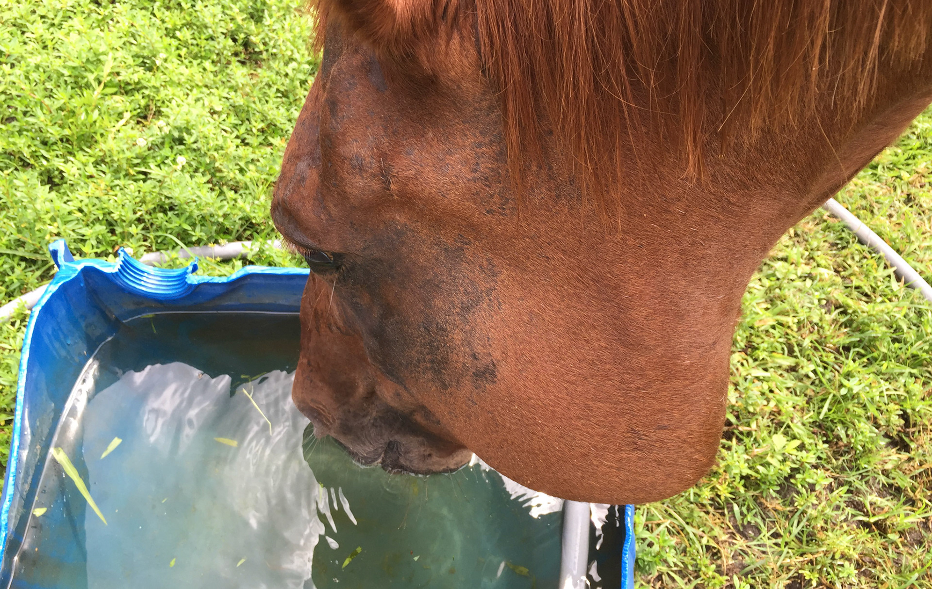Trauma to the left cheek of this horse who can chew and drink without difficulty.  This is all soft tissue damage and is dependent (downward facing) due to gravity drawing the fluid down.