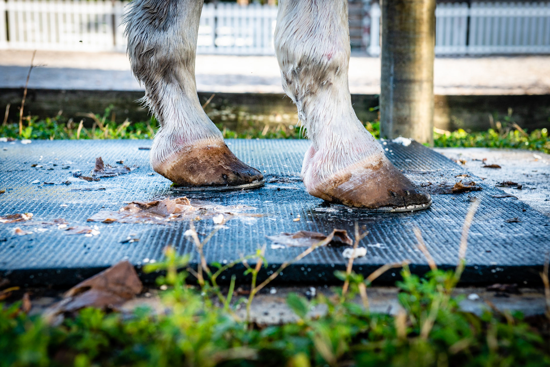 Underweight and signs of protein deficiency including deformed hooves, hoof cracks, poor hair coat and poor top line.g
