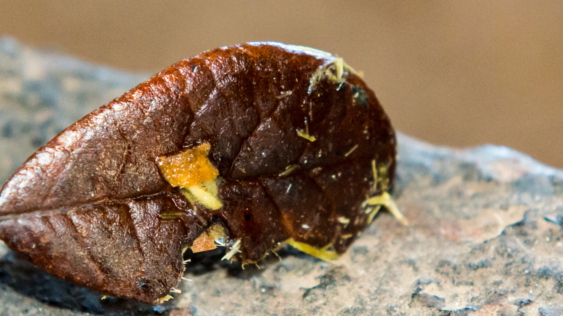 This leaf was found laying on the mandible just below #306 and 307. Apparently the horse could not remove it with his tongue. The green side is covered with fetid and fermenting feed and the underlying gum was painful and ulcerated.  The owner had not seen any signs and this was an incidental finding during a routine float.