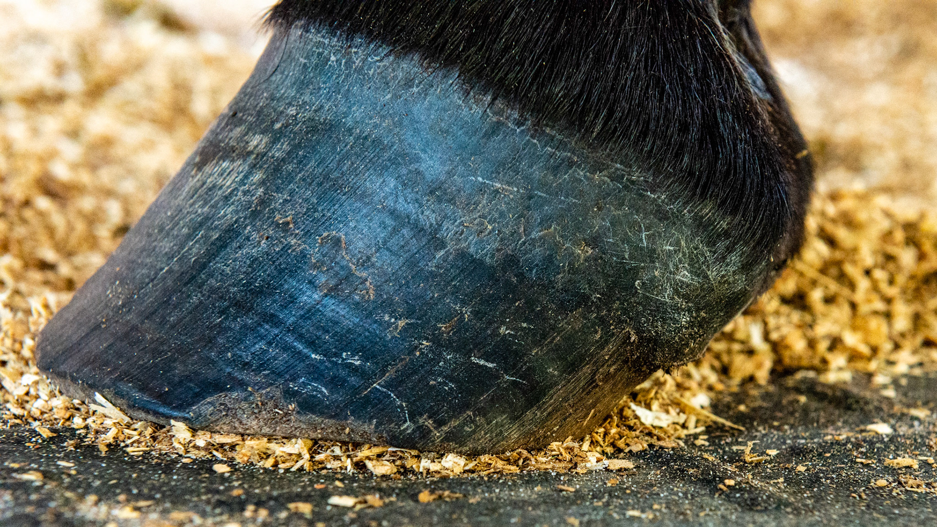 A poor quality hoof with non-parallel horn tubules and a moderately under-run heel.