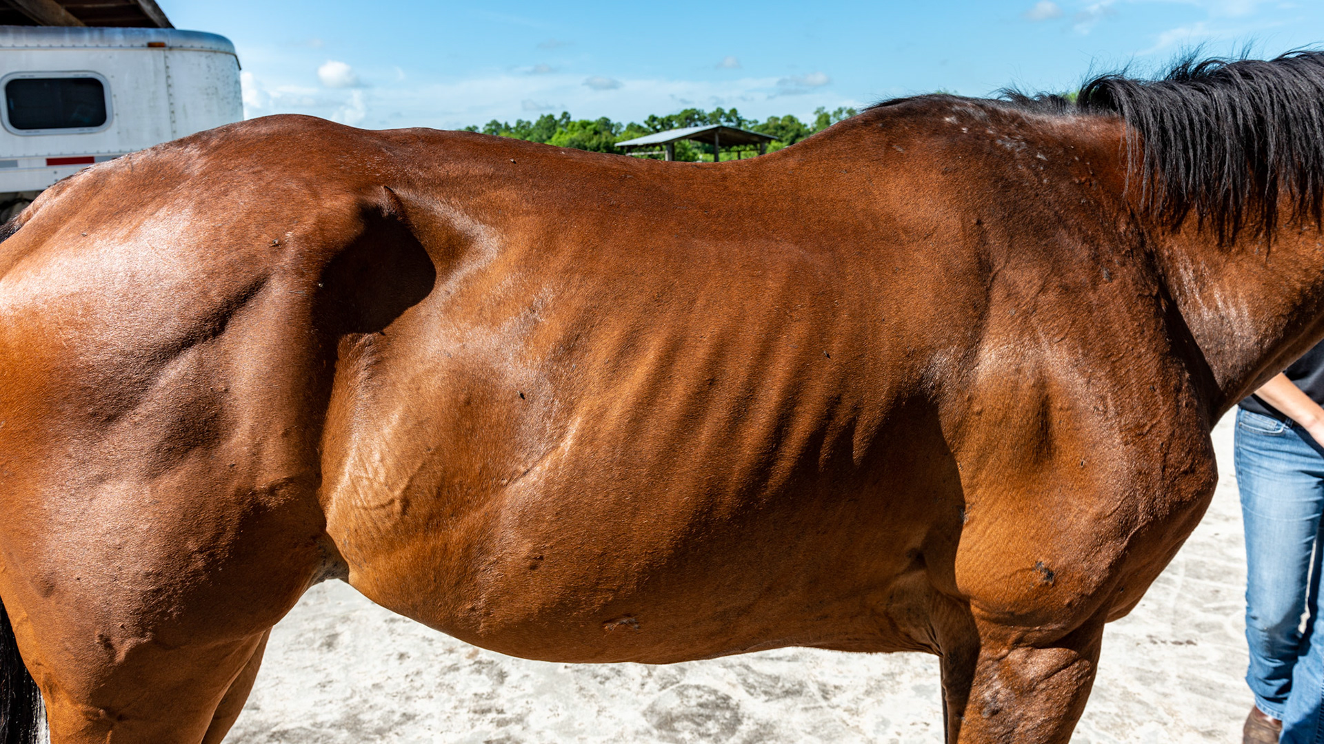Top Line Score D = loss of musculature along the spine from the withers to the rump (croup). Horse C - BCS 2 - Very Thin ~ Emaciated. The skeleton is clearly visible but there is still a little fat tissue under the skin and the horse has some vitality to the skin. There is a space between the inner thighs.