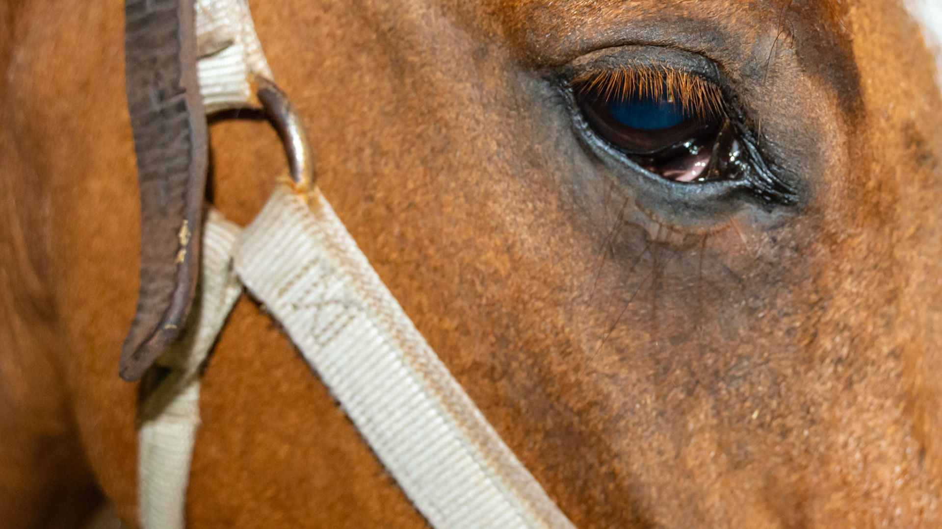 Enlarged third eyelid or nictitating membrane in the right eye.