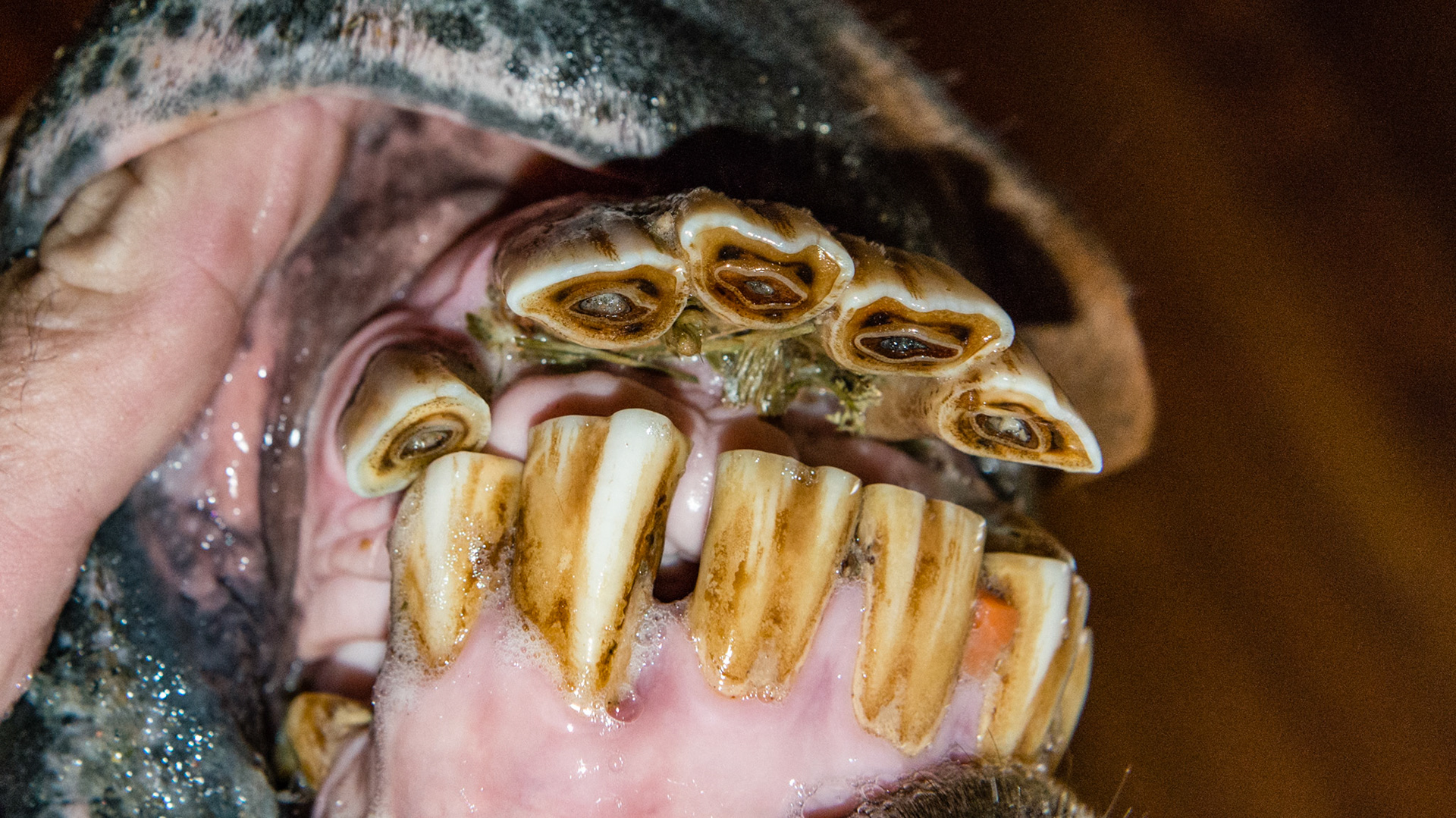 Avulsion fracture of the upper incisors. Feed is trapped behind the displaced incisors where the tongue cannot clean.  There was a bad odor from this area.  The owners were instructed to brush this area and flush with Peroxyl.