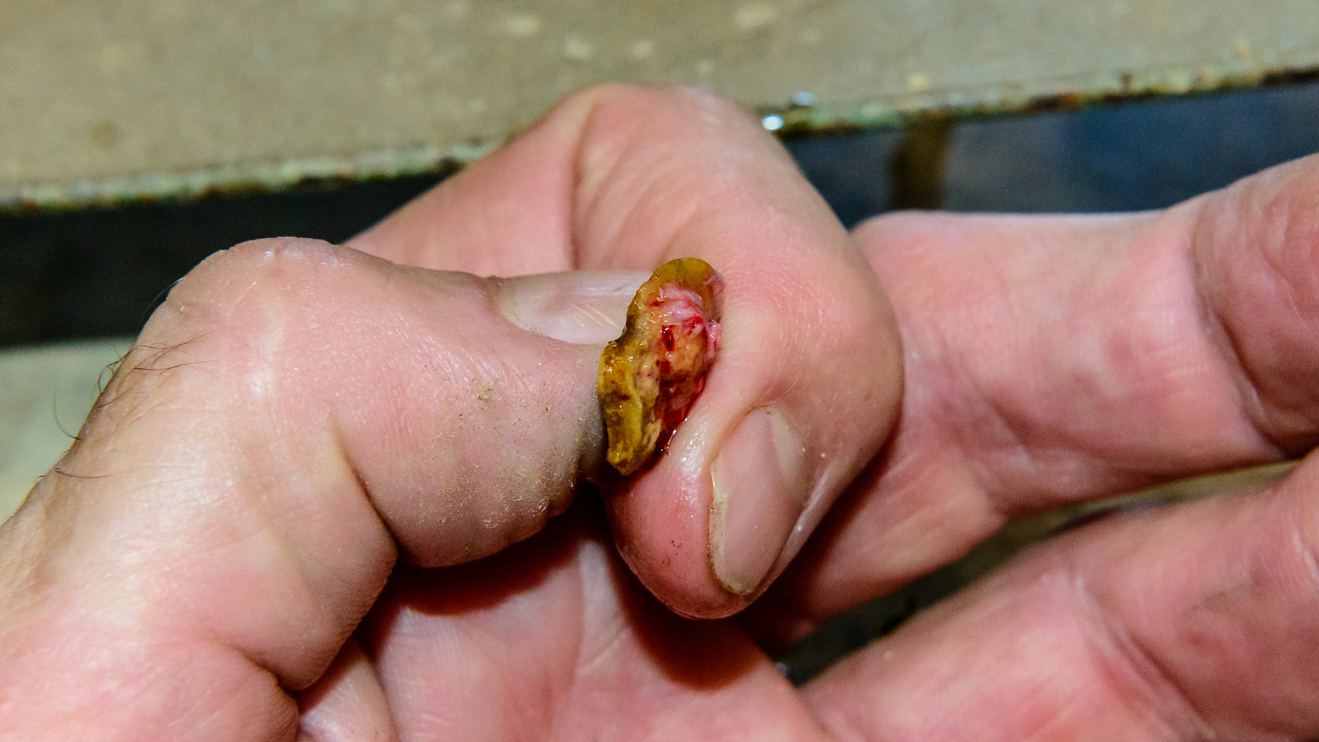 EOTRH horse 19 - extraction of the decayed canine #204.