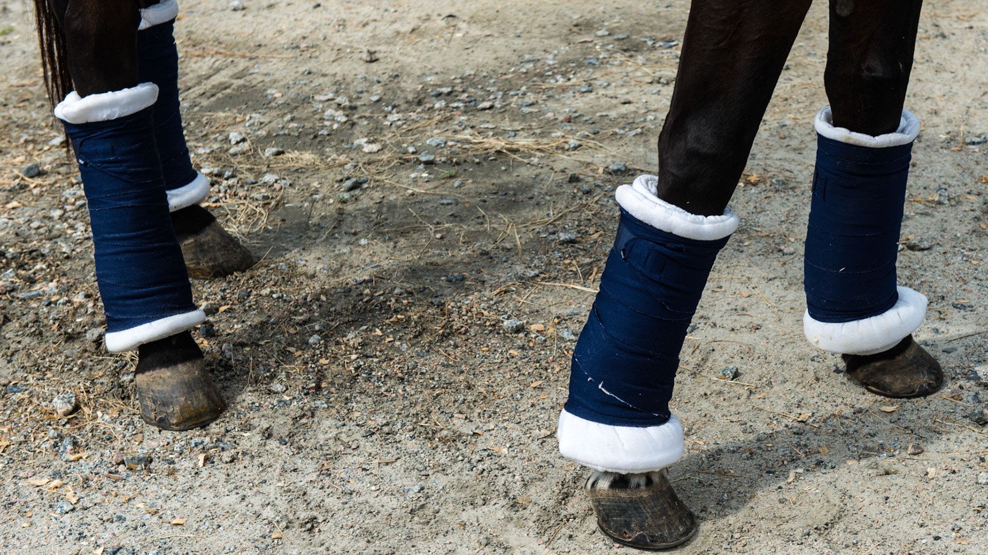 These are standing wraps to help prevent swelling of the lower limbs in a horse that is confined to his stall. These are NOT shipping wraps because the coronet of the hoof remains exposed to trauma from the opposing hoof in a sudden movement of the horse trailer. IN ADDITION, never ship shod horses due to the danger in an abrupt trailer movement.