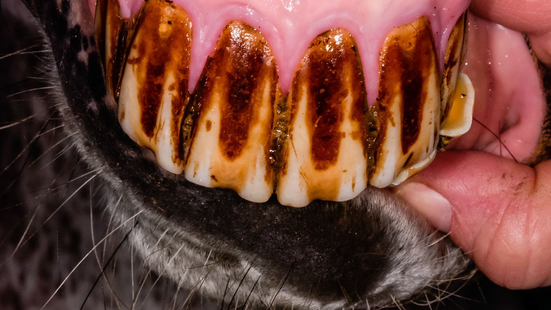 Discoloration and a roughened texture.