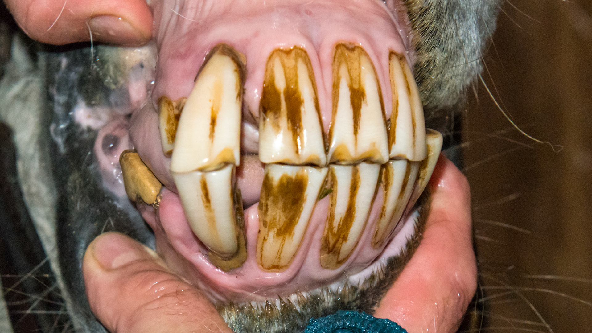 Incisor extraction horse - #102 and 402 displaced and loose from EOTR-H.  They wiggle with finger pressure and are also painful.