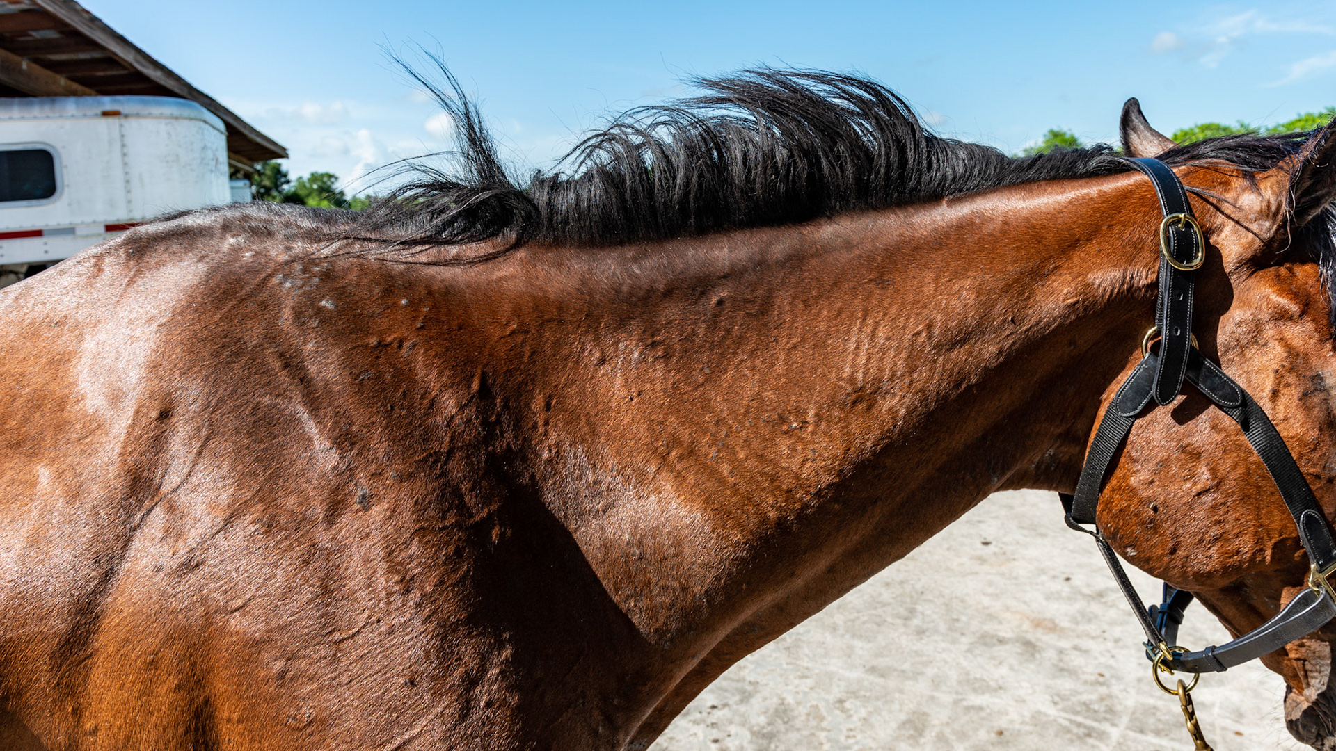Top Line Score D = loss of musculature along the spine from the withers to the rump (croup). Horse C - BCS 2 - Very Thin ~ Emaciated. The skeleton is clearly visible but there is still a little fat tissue under the skin and the horse has some vitality to the skin. There is a space between the inner thighs.