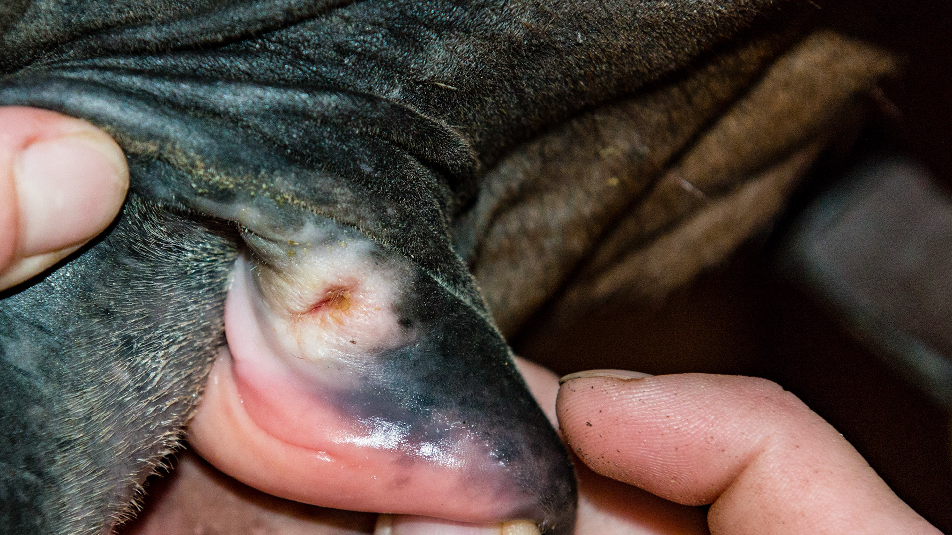 Cuts on both corners of the mouth which does not resolve with floating.