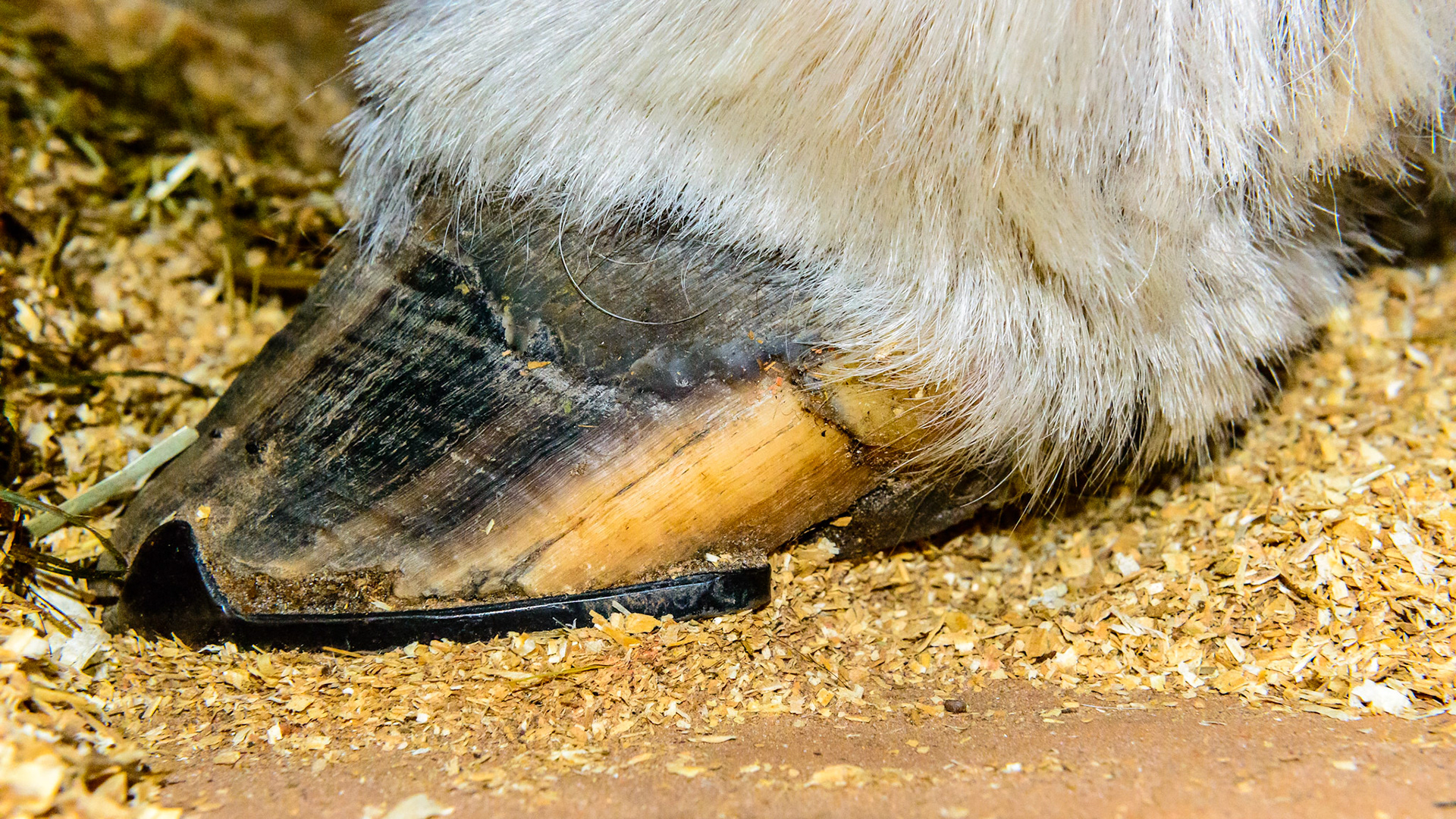 Severely under-run heels which shoeing is attempting to support but I would need more information to comment on why this horse is shod this way.
