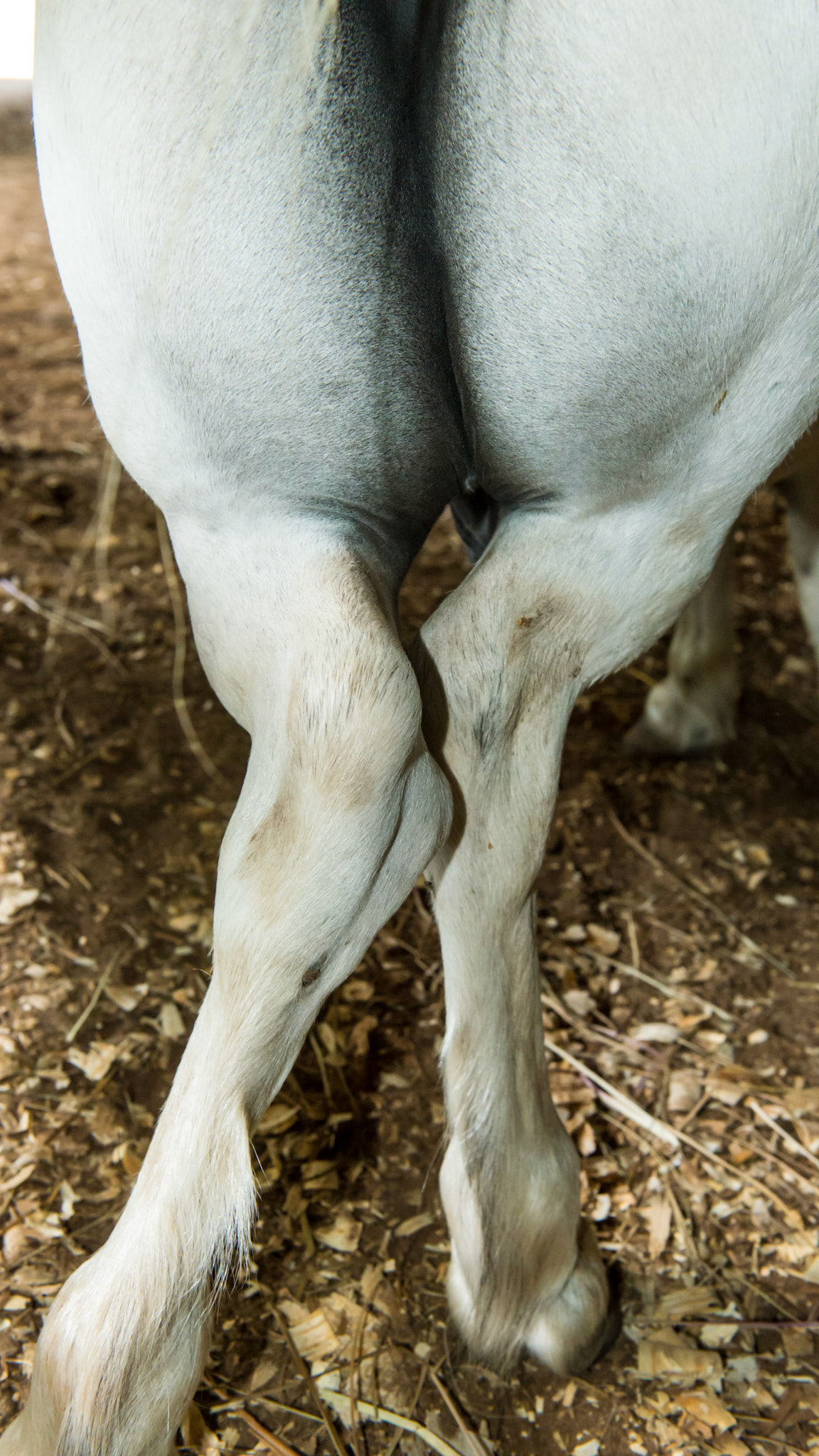 Valgus deviation (limbs deviate inwards) in the hind limbs in a dwarf mini horse.