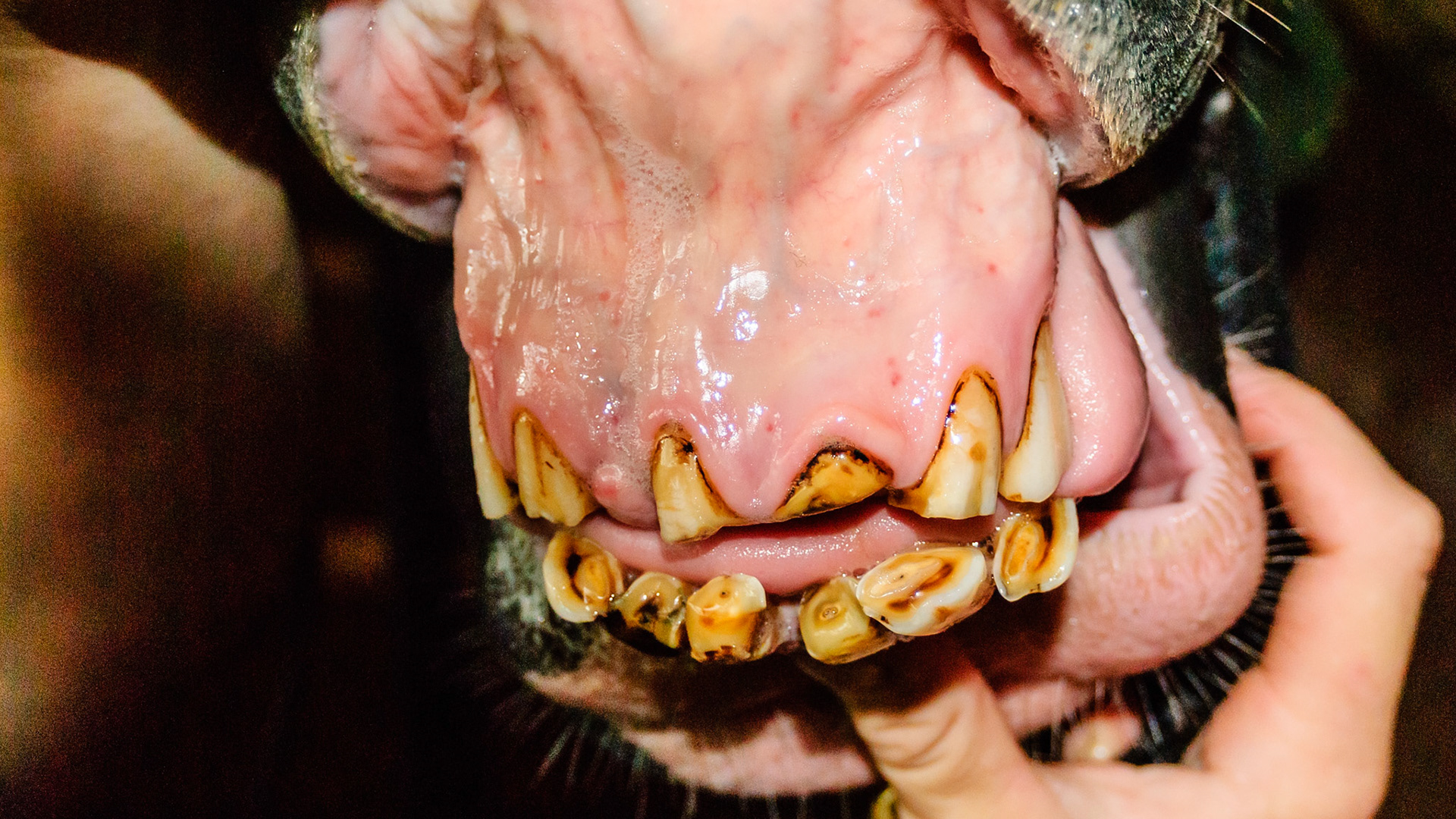 Ineffective incisors but the horse is in good condition and chews well.