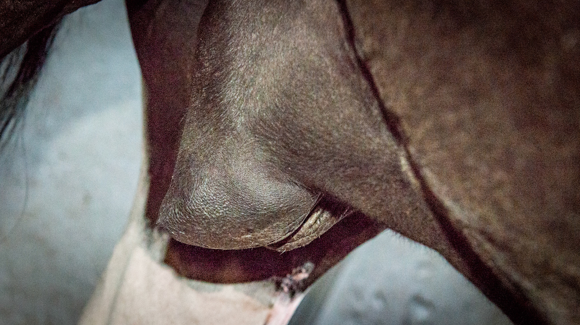 Uneven edema of only the right side of this gelding's sheath.  This may be secondary to the gelding surgery where vessels of the sheath area are damaged preventing drainage.