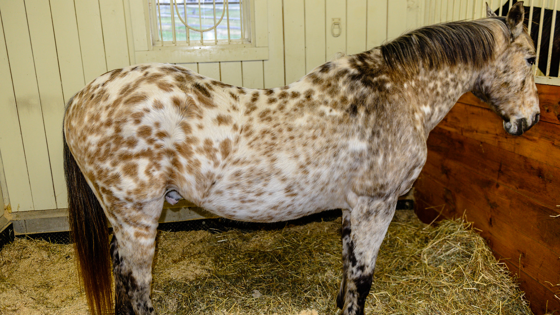 Appaloosa blanket