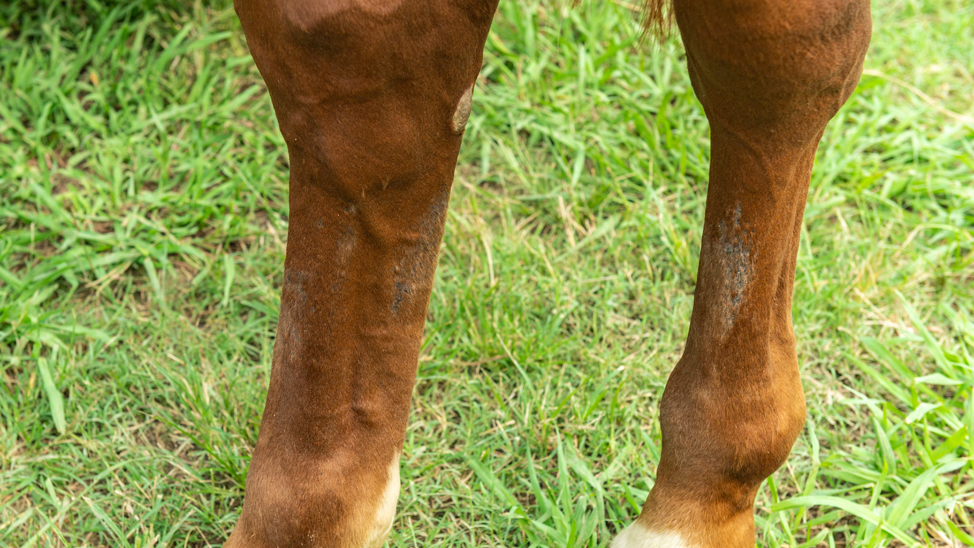 Dermatitis is defined as any inflammation of the skin and can show itself in a variety of ways.  Technically a burn is a dermatitis.  This image is of the hind cannon bones with what I call “The Crud.”  The hair falls out and the underlying dermis (outer layers of the skin) becomes crusty and rubs off.  It is not on the front limbs so I don’t think it is something in the grass or moisture of the pasture causing an allergic reaction - that would affect all 4 limbs.  A common reason for this is from sprayed during contacting the skin in this area causing this inflammation.  Daily cleaning with an iodine based soap would help this horse.