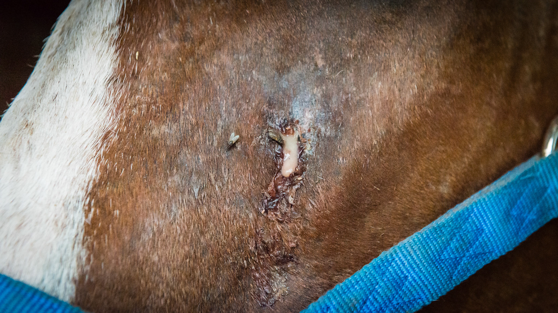 This horse has an apical tooth root abscess that has gone through the sinus and is draining through the face for almost 2 years (on and off antibiotics). The tooth was extracted but the drainage continued. About 6 to 9 months later a second adjacent tooth was extracted with no better results.  The drainage continued for another year.  THIS IMAGE is of the drainage before the first extraction.