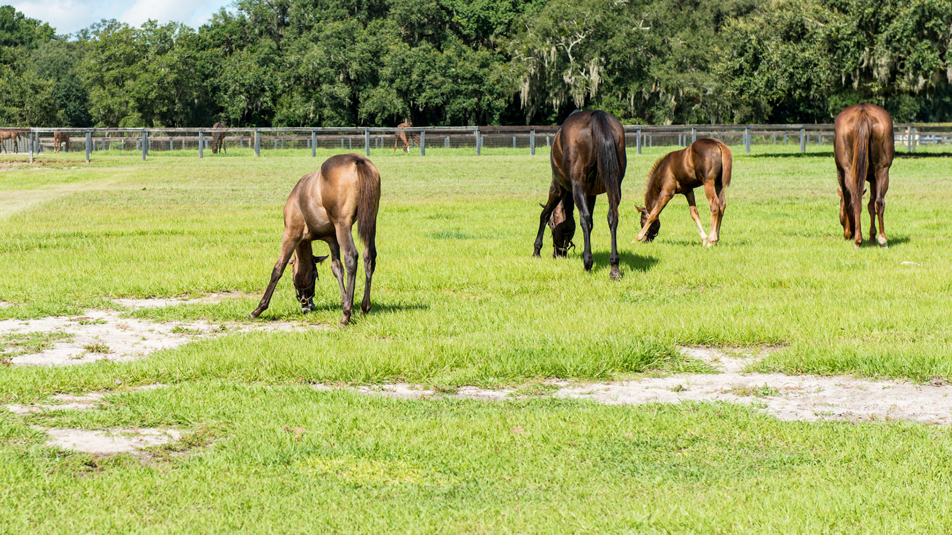 Foal A - 7 of 7 - The young foal disappears while peace remains over everyone else.