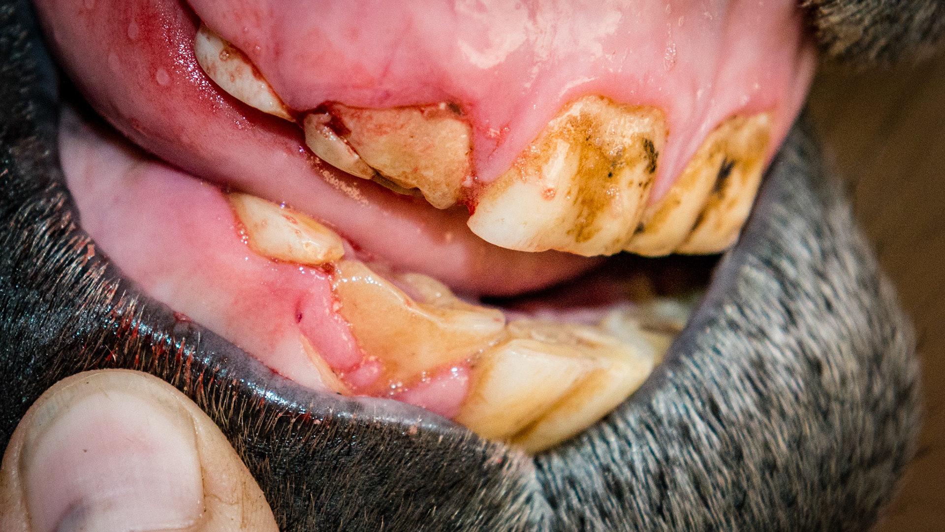 Incisor cap extractions horse 2 - Here the cap has been partially displaced and is easily seen.