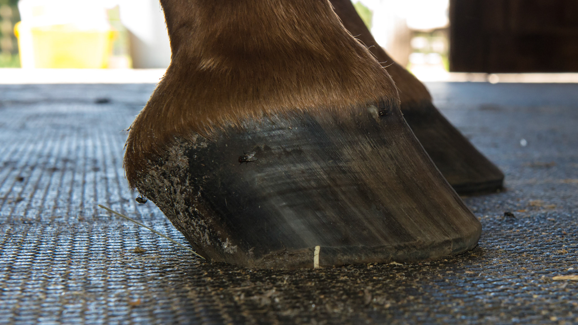 Horse A - has asymmetric hooves with multiple issues although not seen in every image.  The lateral view of the RF shows that the heel is starting to come under the hoof. You can see the tubules bending and becoming non-parallel compared to the tubules towards the toe.  The side wall is also seen splaying to the outside towards the camera.