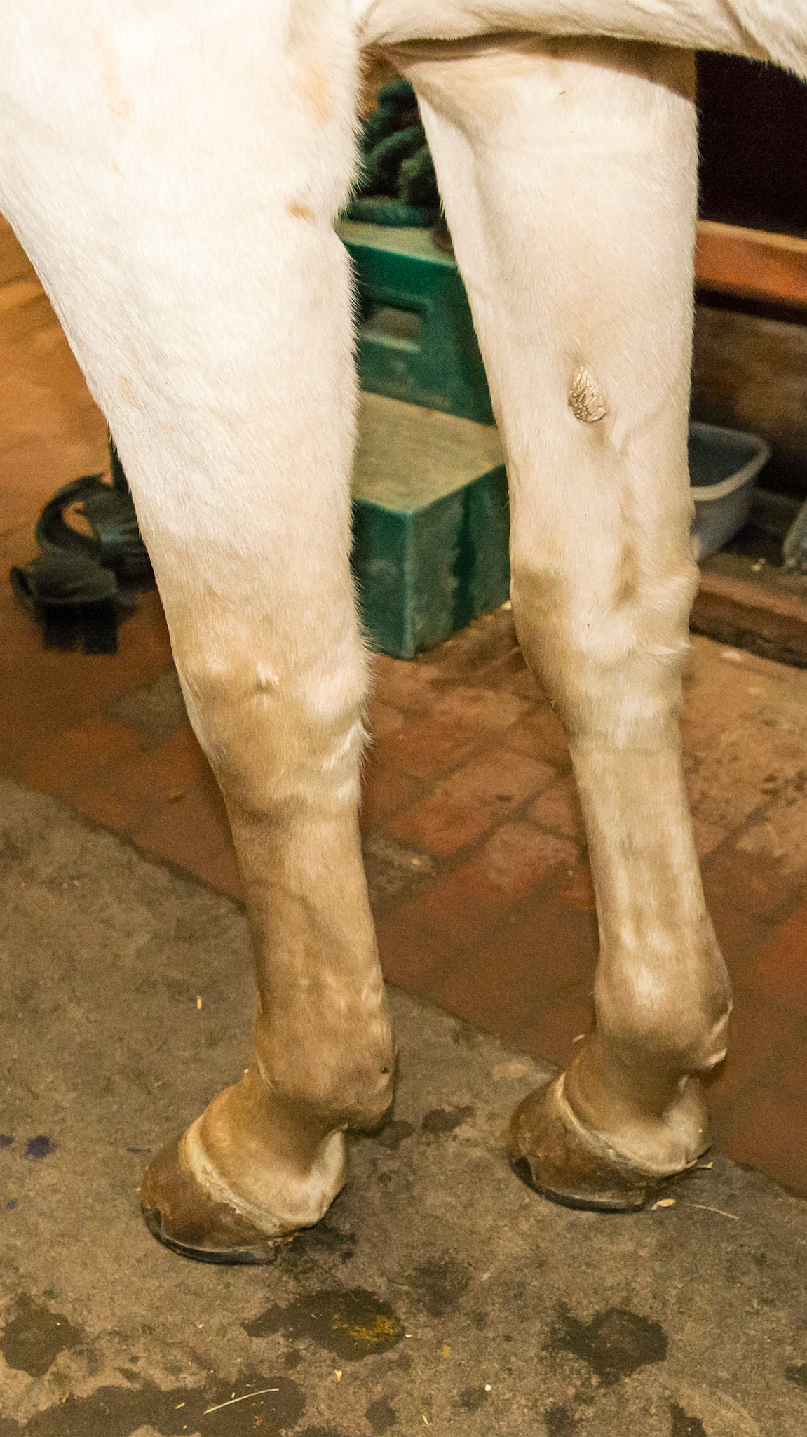 The cremello color is a dilution of the chestnut gene.  Notice the lack of dark mane, tail, and distal limbs consistent with a chestnut.