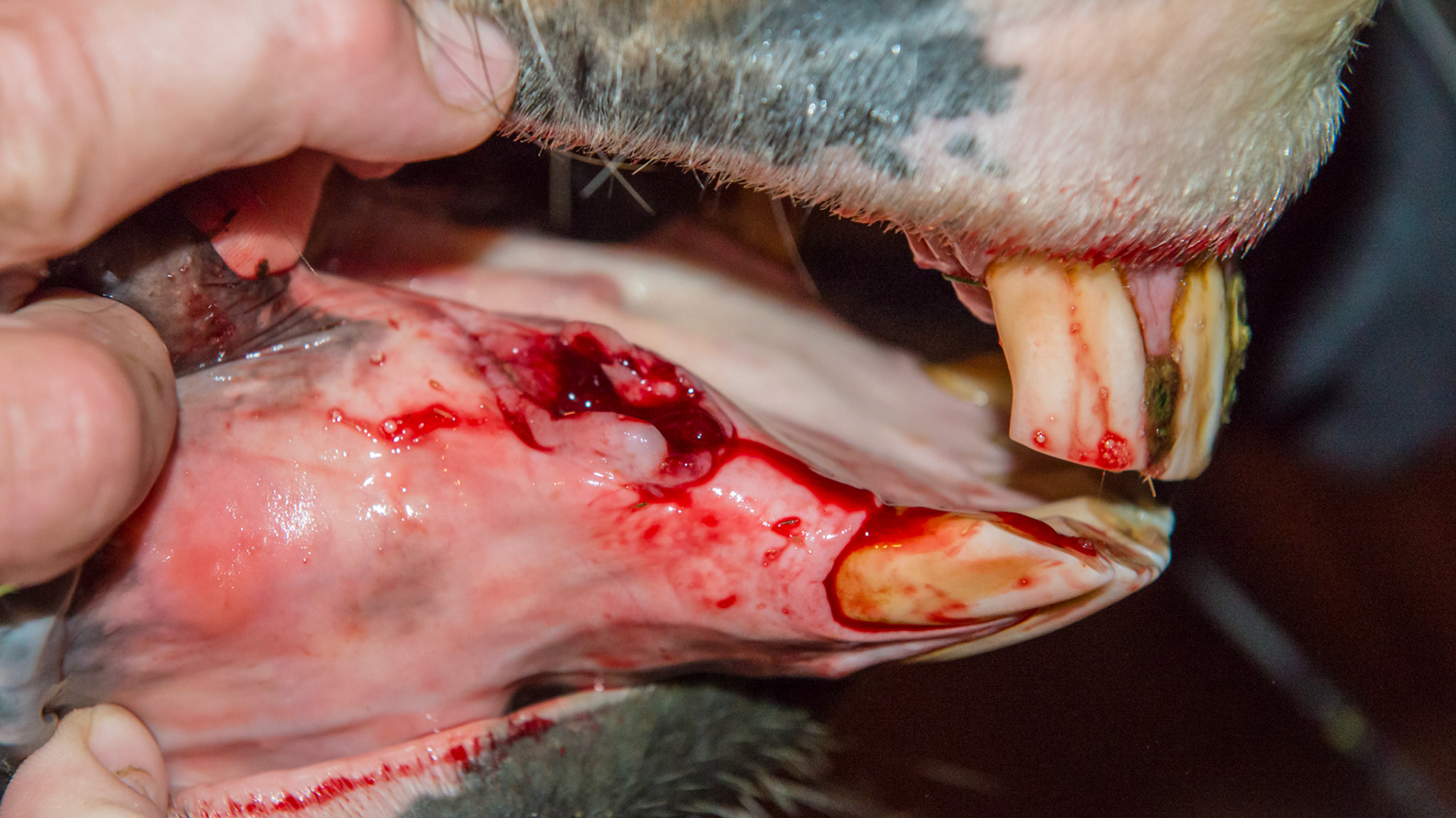 #405 EOTRH affecting only the canine in this 24 yr old warmblood mare. After extraction. No pain medication was needed. There was only a little discomfort as I levered it from the socket using cap forceps.