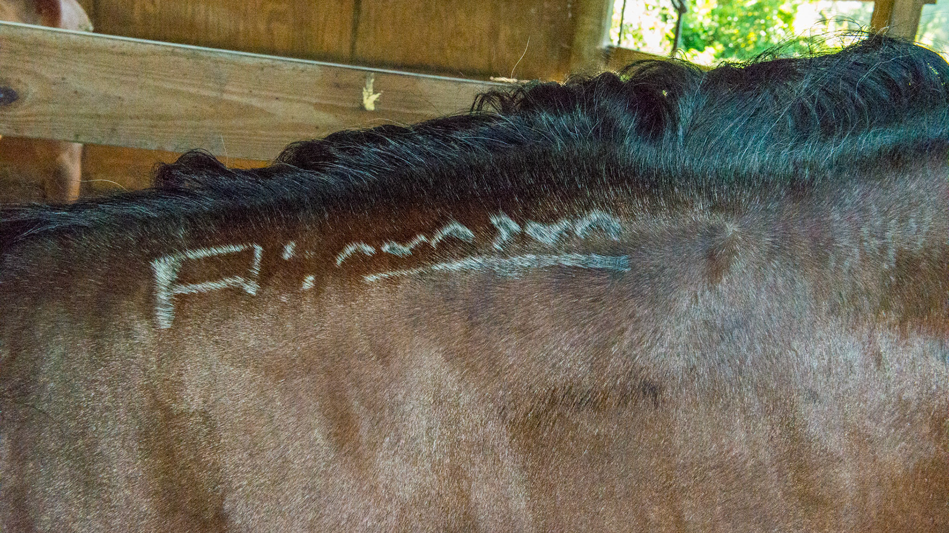 Freeze brand ID on an Aribian.  2/4/1986 = 28yr 6mo Arab M