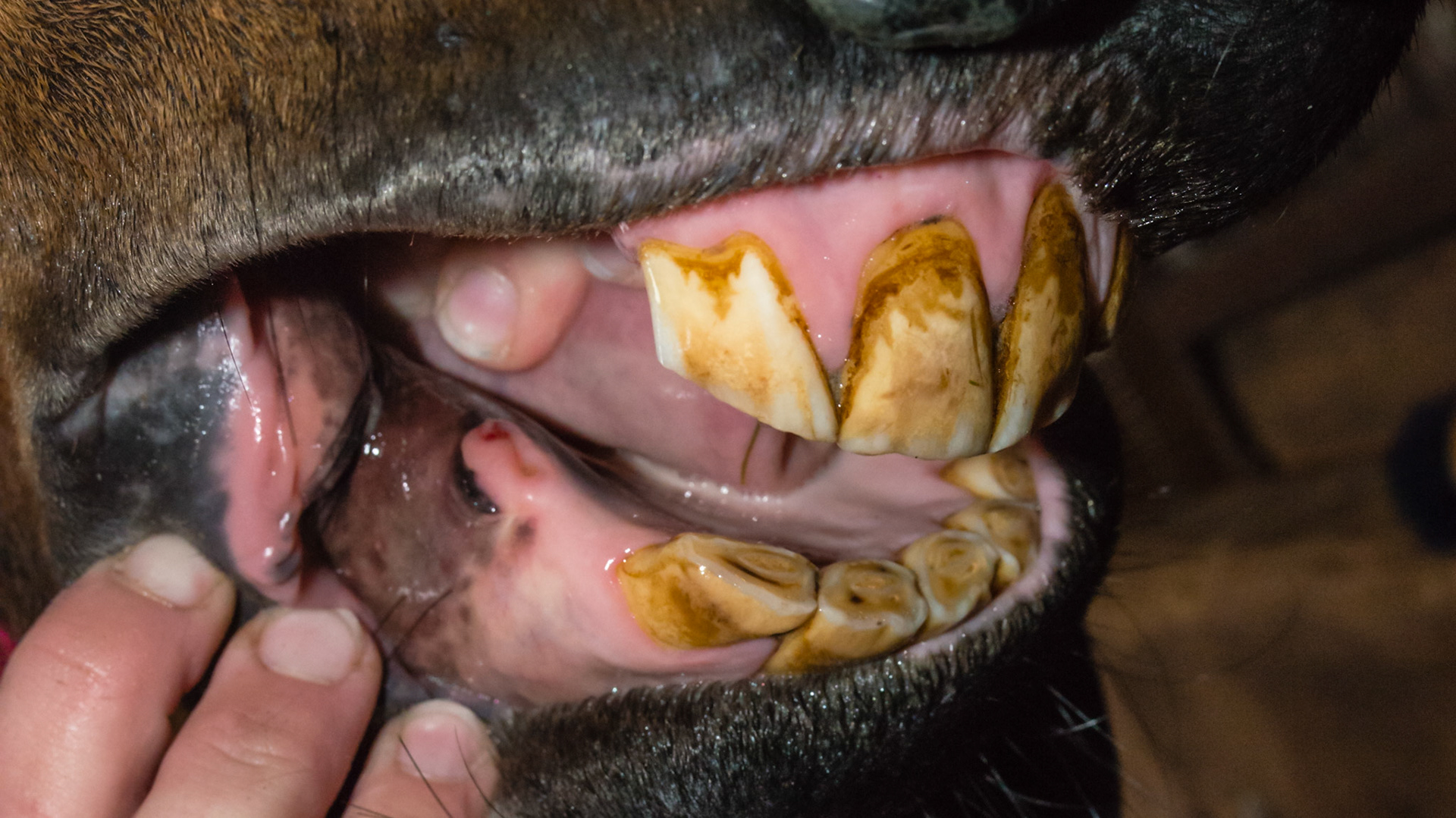 Hyperplasia at canine of unknown origin