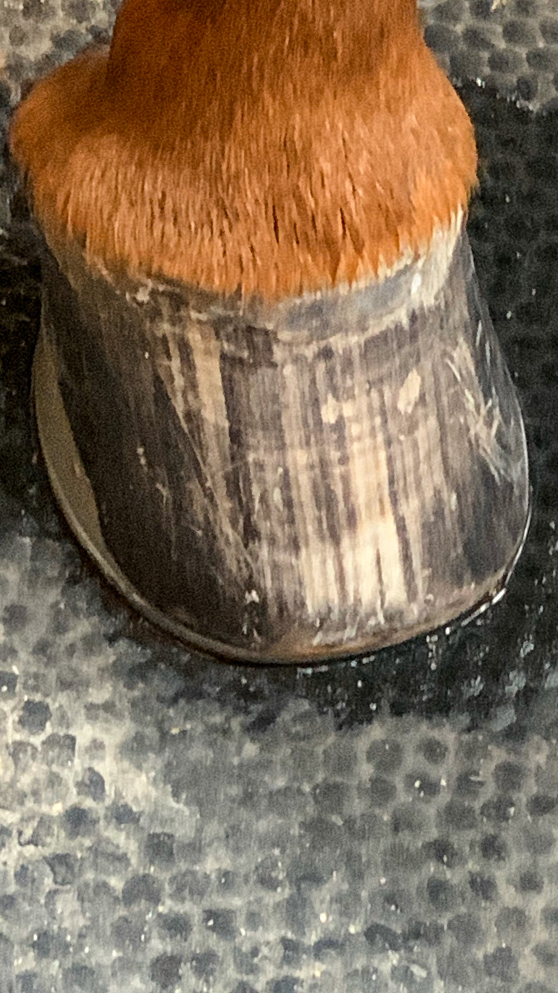 The owner complained about the unusual stripes on the hoof but what was more noticeable was the offset shoes set wide to the hoof wall to compensate for the vertical wall on the inside of the RF and the outside of the LF.  The idea here is to trick the hoof growth to draw its growth to the outside edge of the show where the hoof wall belongs.