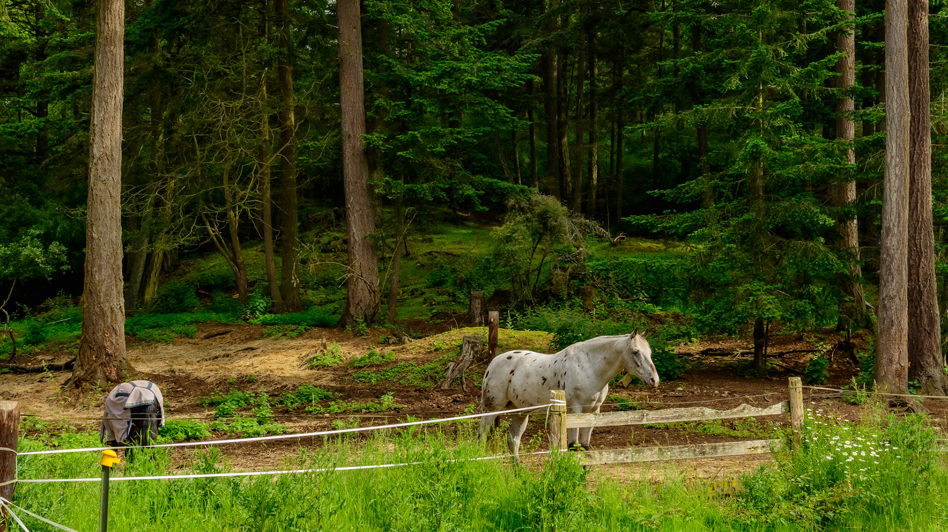 Farm I visited on Orcas Island