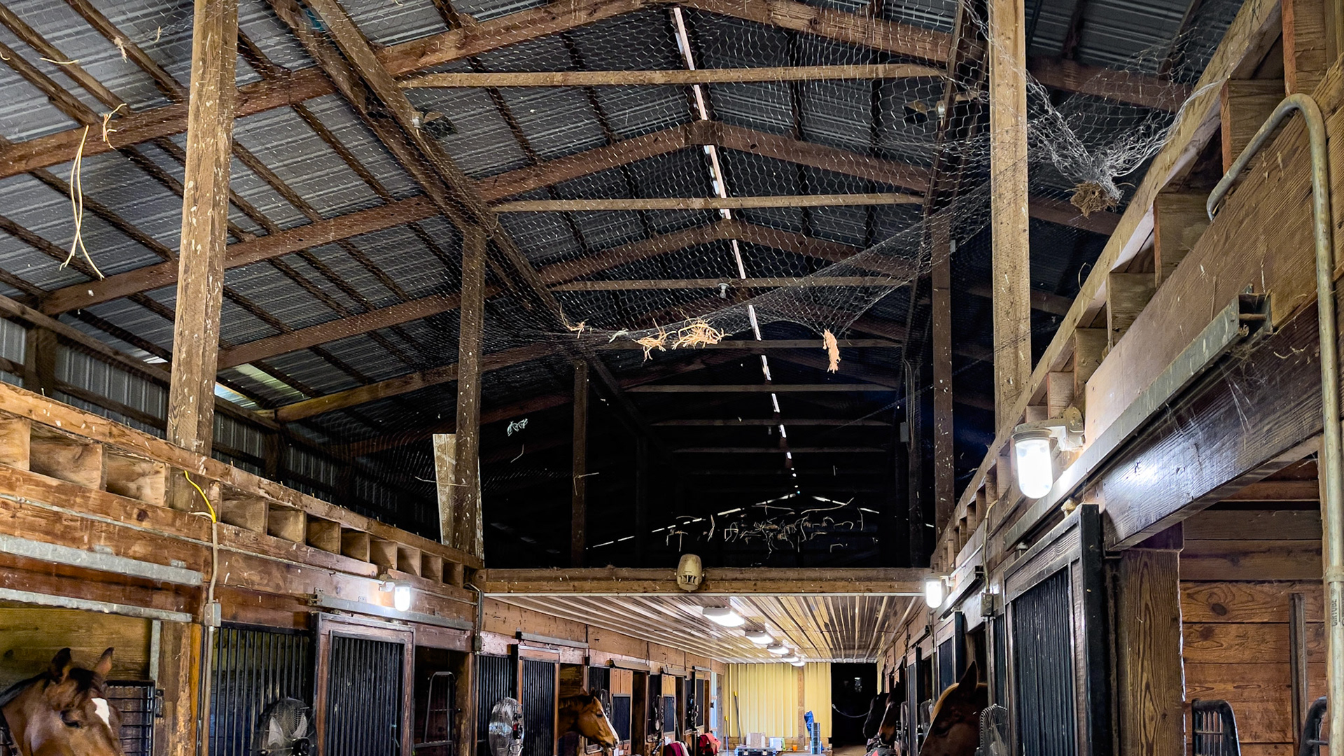 Screening applied to the barn rafters to prevent birds from entering the roof area. Many sites need repair so this is ineffective.