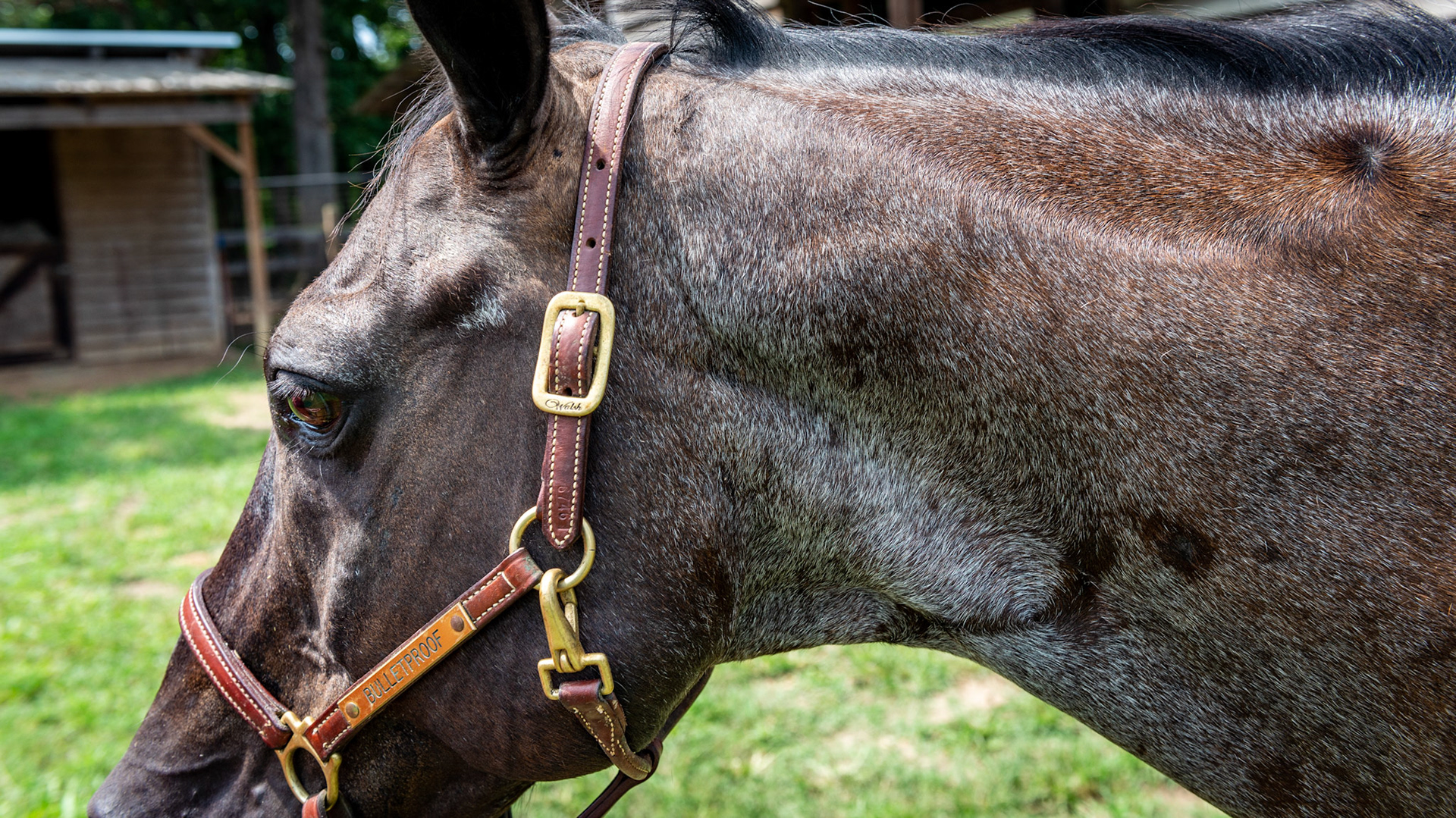 Bay or blue roan - except for a patch, there are no gray hairs forward of the neck strap of the halter in this 23 year old.