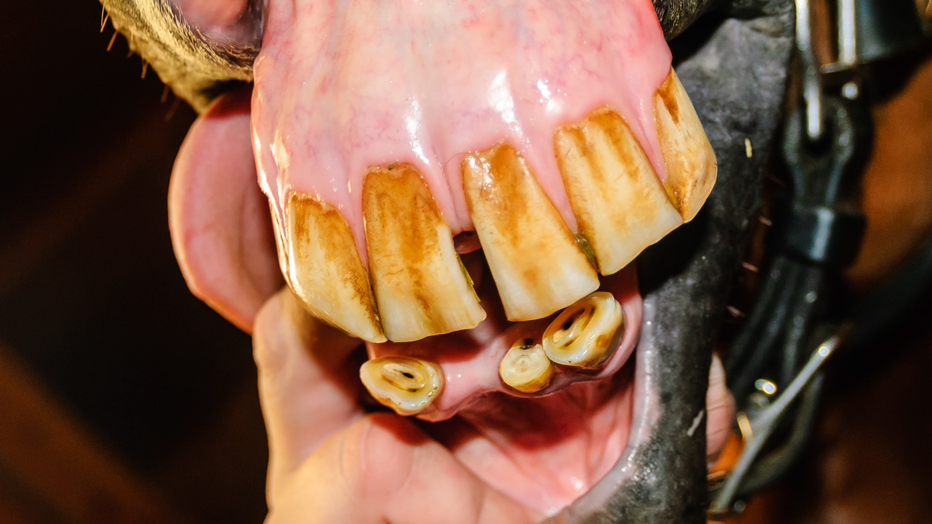 Missing multiple lower incisors but is in good body condition with no chewing issues.