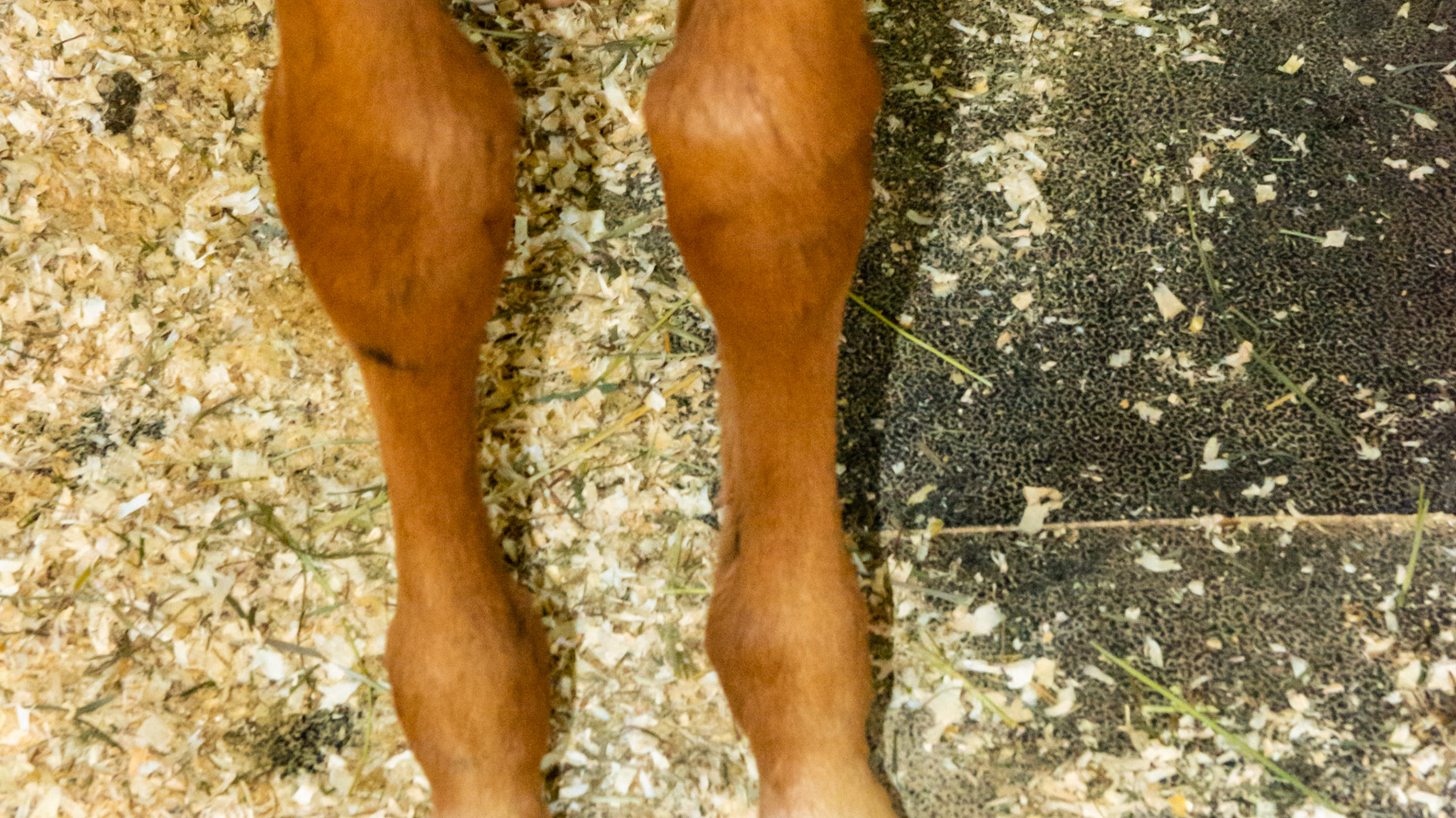 Distal radial physis (growth plates) are slightly enlarged above both knees. This is a warning sign of over nutrition of the foal and too rapid growth of the long bones.