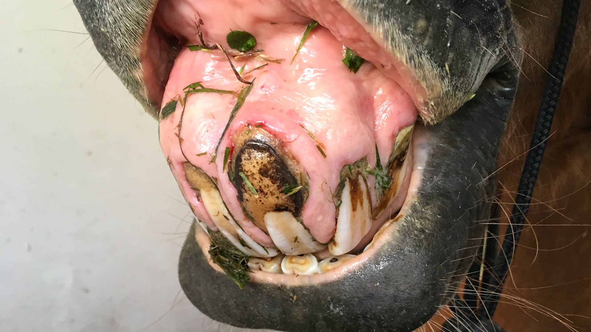 EOTRH horse 24 -  A severe case with an inability to clear the grass trapped under his upper lip. The thickening of the 201 incisor is extreme and the gum texture is roughened.