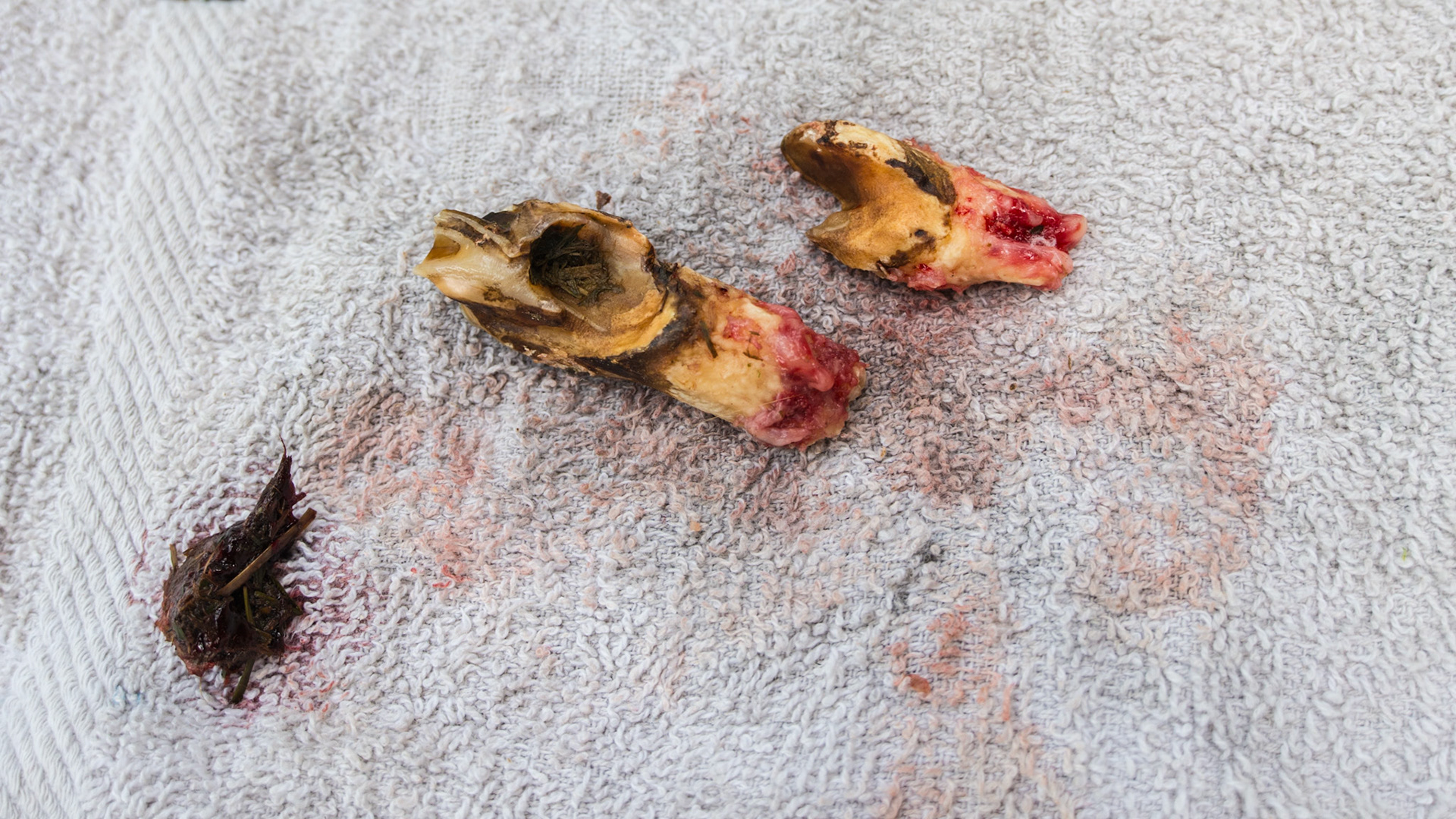 Cheek teeth fracture horse 5 - Fractured cheek tooth 410 extracted with impacted food