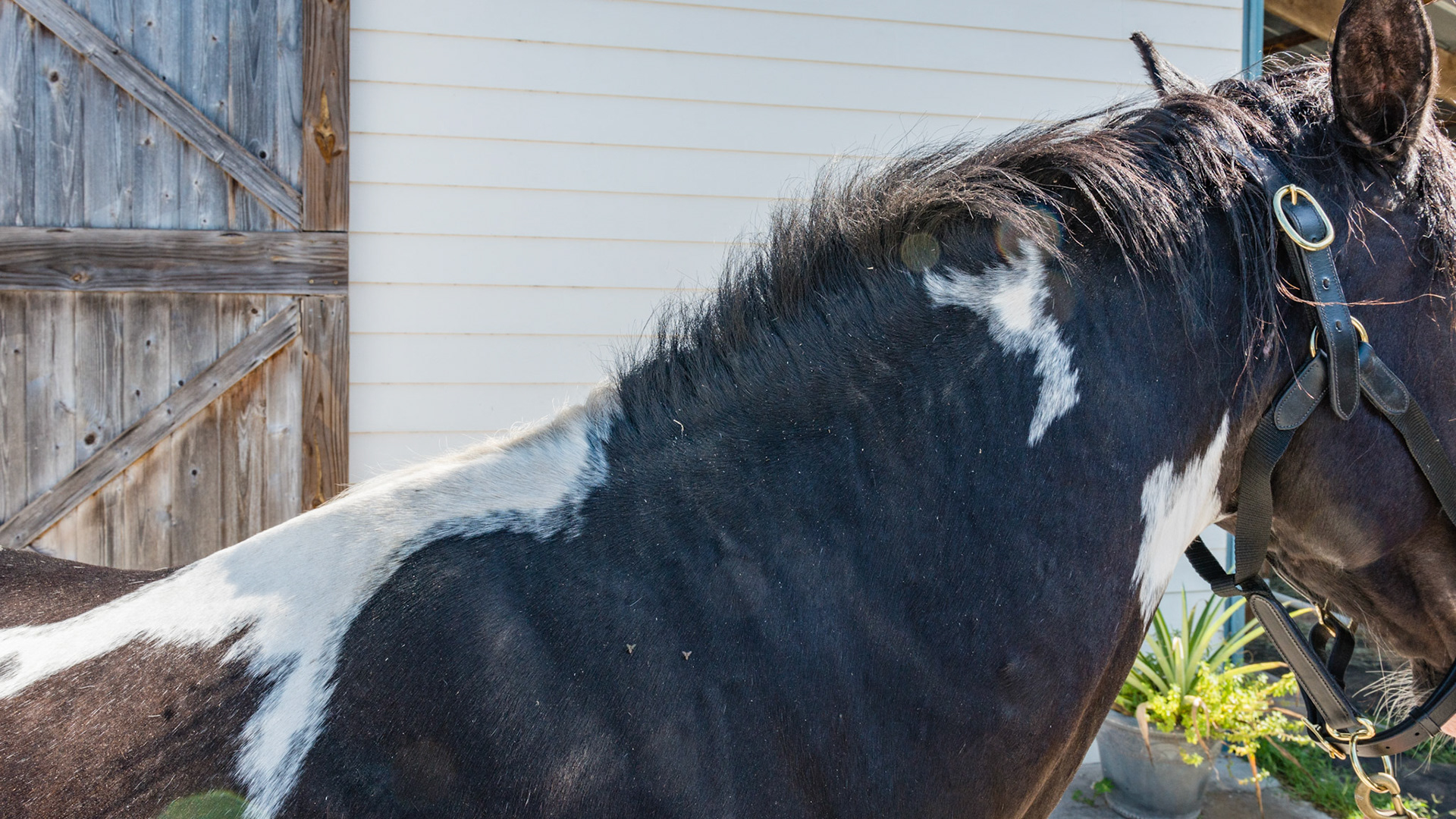 Horse B - BCS 7 - Fleshy ~ A moderate trough along the backbone and more fat covering the ribs, tail head, withers, neck, and shoulders.