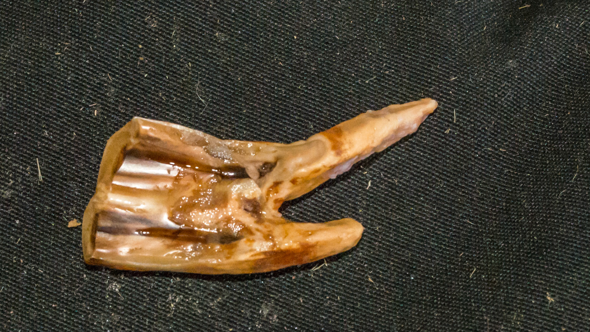 Cheek teeth fracture horse 4 -Extracted fractured 410 buccal with lingual piece missing. Medial view