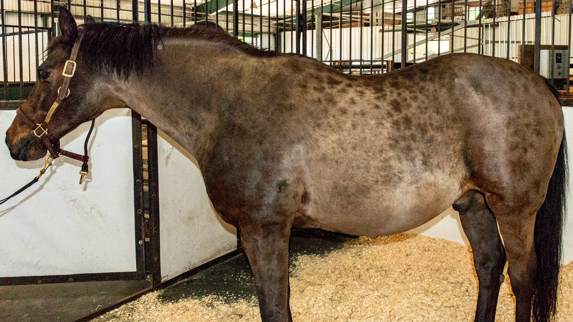 Horse A - BCS 7 - Fleshy ~ A moderate trough along the backbone and more fat covering the ribs, tail head, withers, neck, and shoulders.